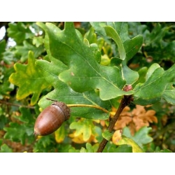 Nasiona Dąb szypułkowy Quercus robur szt.3 PWxx173