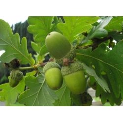 Nasiona Dąb szypułkowy Quercus robur szt.3 PWxx173