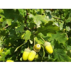 Nasiona Dąb szypułkowy Quercus robur szt.3 PWxx173