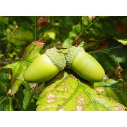 Nasiona Dąb szypułkowy Quercus robur szt.3 PWxx173