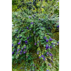 Nasiona Rhaphithamnus cyanocarpus szt.3 PWxx174