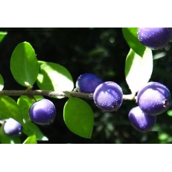 Nasiona Rhaphithamnus cyanocarpus szt.3 PWxx174