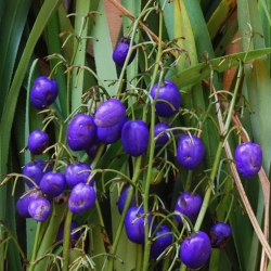 Nasiona Rhaphithamnus cyanocarpus szt.3 PWxx174