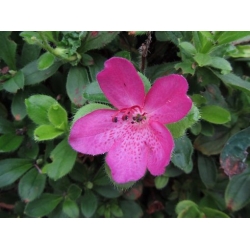 Nasiona Azalia kamczacka szt.3 PWxx175