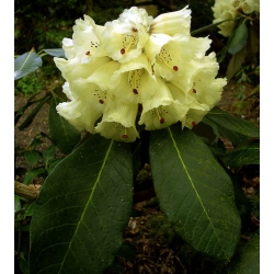 Nasiona Różanecznik macabeanum szt.3 PWxx176