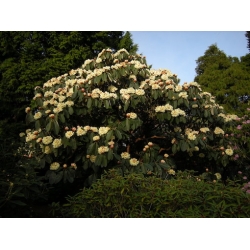 Nasiona Różanecznik macabeanum szt.3 PWxx176