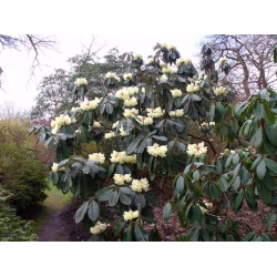 Nasiona Różanecznik macabeanum szt.3 PWxx176