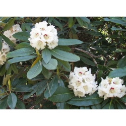 Nasiona Różanecznik macabeanum szt.3 PWxx176