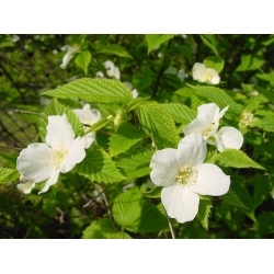 Nasiona Różawiec biały Rhodotypos szt.3 PWxx177