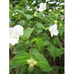 Nasiona Różawiec biały Rhodotypos szt.3 PWxx177