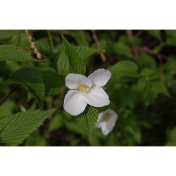 Nasiona Różawiec biały Rhodotypos szt.3 PWxx177