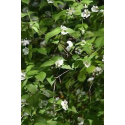 Nasiona Różawiec biały Rhodotypos szt.3 PWxx177