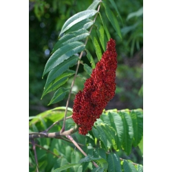 Nasiona Sumak octowiec Rhus typhina szt.3 PWxx178