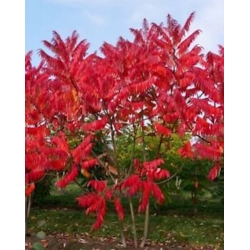 Nasiona Sumak octowiec Rhus typhina szt.3 PWxx178