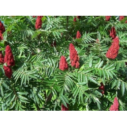 Nasiona Sumak octowiec Rhus typhina szt.3 PWxx178