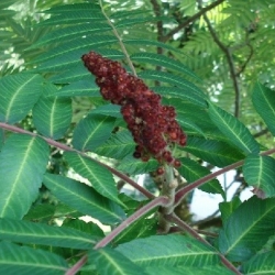 Nasiona Sumak octowiec Rhus typhina szt.3 PWxx178
