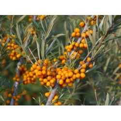 Nasiona Rokitnik zwyczajny Hippophaë szt.3 PWxx116