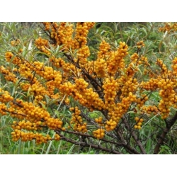 Nasiona Rokitnik zwyczajny Hippophaë szt.3 PWxx116