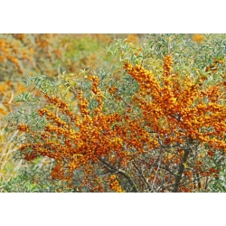 Nasiona Rokitnik zwyczajny Hippophaë szt.3 PWxx116