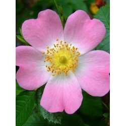 Nasiona Dzika róża rosa canina szt.3 PWxx179