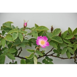 Nasiona Dzika róża rosa canina szt.3 PWxx179