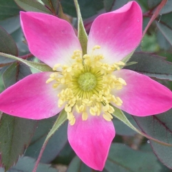 Nasiona Róża czerwonawa rosa glauca szt.3 PWxx180
