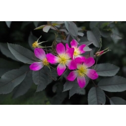 Nasiona Róża czerwonawa rosa glauca szt.3 PWxx180
