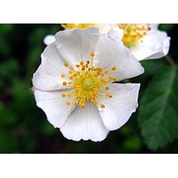 Nasiona Róża wielokwiatowa rosa multiflora szt.3 PWxx181