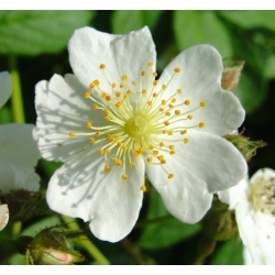 Nasiona Róża wielokwiatowa rosa multiflora szt.3 PWxx181