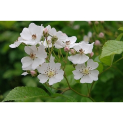 Nasiona Róża wielokwiatowa rosa multiflora szt.3 PWxx181