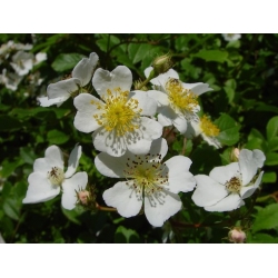 Nasiona Róża wielokwiatowa rosa multiflora szt.3 PWxx181