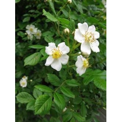 Nasiona Róża wielokwiatowa rosa multiflora szt.3 PWxx181
