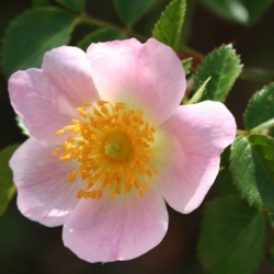 Nasiona Róża pouzinii rosa pouzinii szt.3 PWxx182