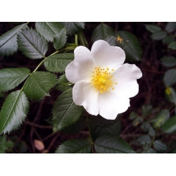 Nasiona Róża pouzinii rosa pouzinii szt.3 PWxx182