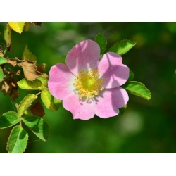 Nasiona Róża pouzinii rosa pouzinii szt.3 PWxx182