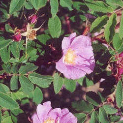 Nasiona Róża pouzinii rosa pouzinii szt.3 PWxx182