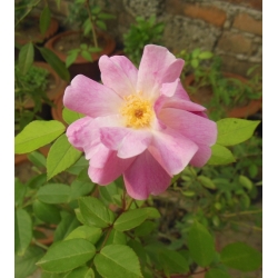 Nasiona Róża rdzawa rosa rubiginosa szt.3 PWxx183