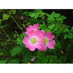 Nasiona Róża rdzawa rosa rubiginosa szt.3 PWxx183