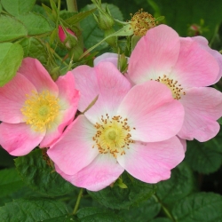 Nasiona Róża rdzawa rosa rubiginosa szt.3 PWxx183