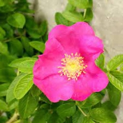 Nasiona Róża pomarszczona rosa rugosa szt.3 PWxx184
