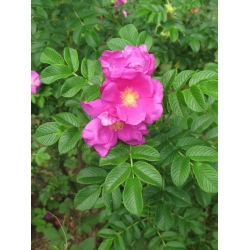 Nasiona Róża pomarszczona rosa rugosa szt.3 PWxx184
