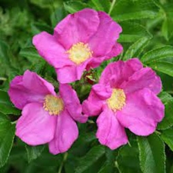 Nasiona Róża pomarszczona rosa rugosa szt.3 PWxx184