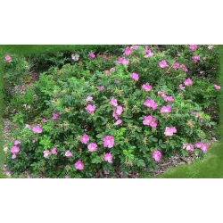 Nasiona Róża pomarszczona rosa rugosa szt.3 PWxx184