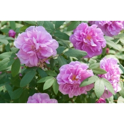 Nasiona Róża pomarszczona rosa rugosa szt.3 PWxx184