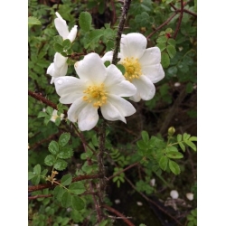 Nasiona Róża gęstokolczasta rosa spinosissima szt.3 PWxx185