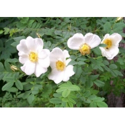 Nasiona Róża gęstokolczasta rosa spinosissima szt.3 PWxx185