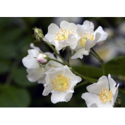 Nasiona Róża gęstokolczasta rosa spinosissima szt.3 PWxx185