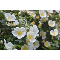 Nasiona Róża gęstokolczasta rosa spinosissima szt.3 PWxx185