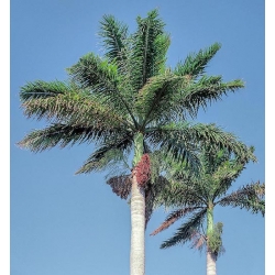 Nasiona Palma Rojstona królewska Roystonea szt.3 PWxx186