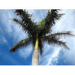 Nasiona Palma Rojstona królewska Roystonea szt.3 PWxx186